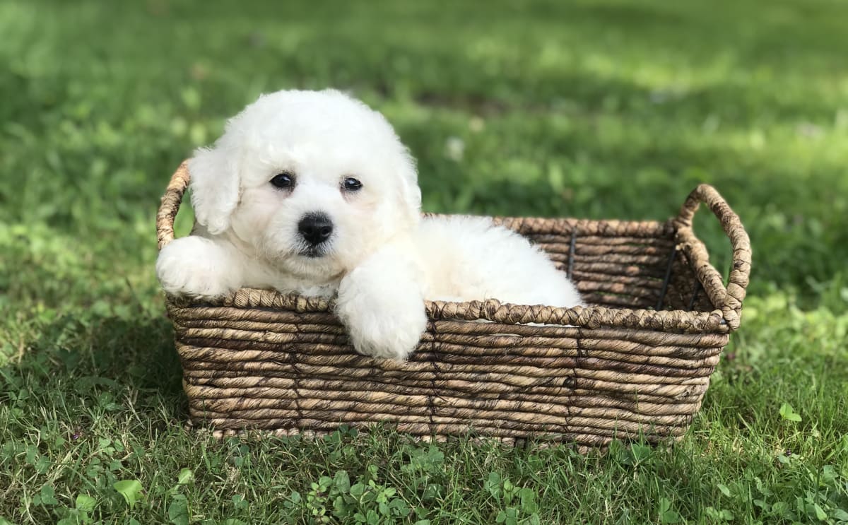 White Bichon Frise puppy laying in a basket
