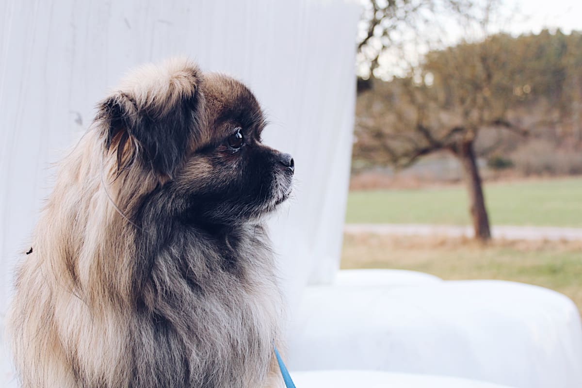 Tan and black Pekingese dog