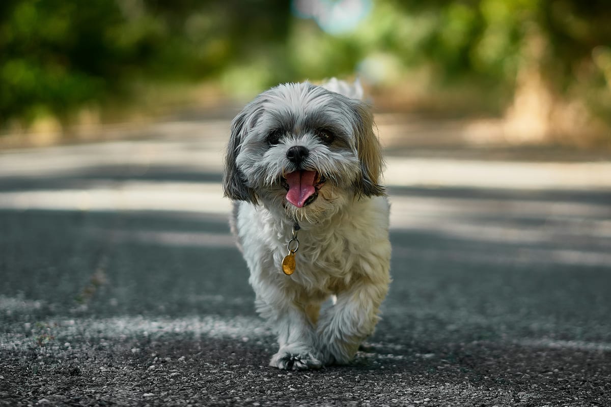 Close up of a white Shih Tzu with black ears