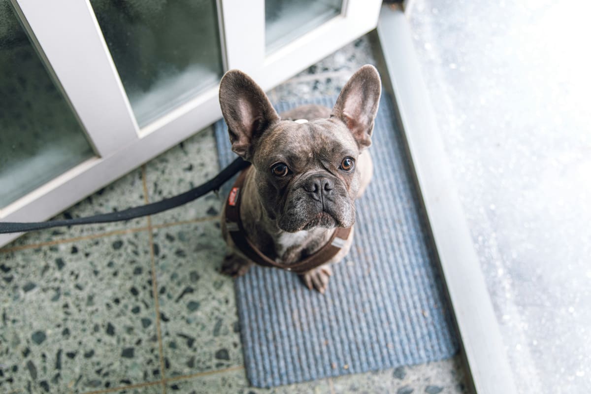 Brown French Bulldog sitting on a doormat on a leash