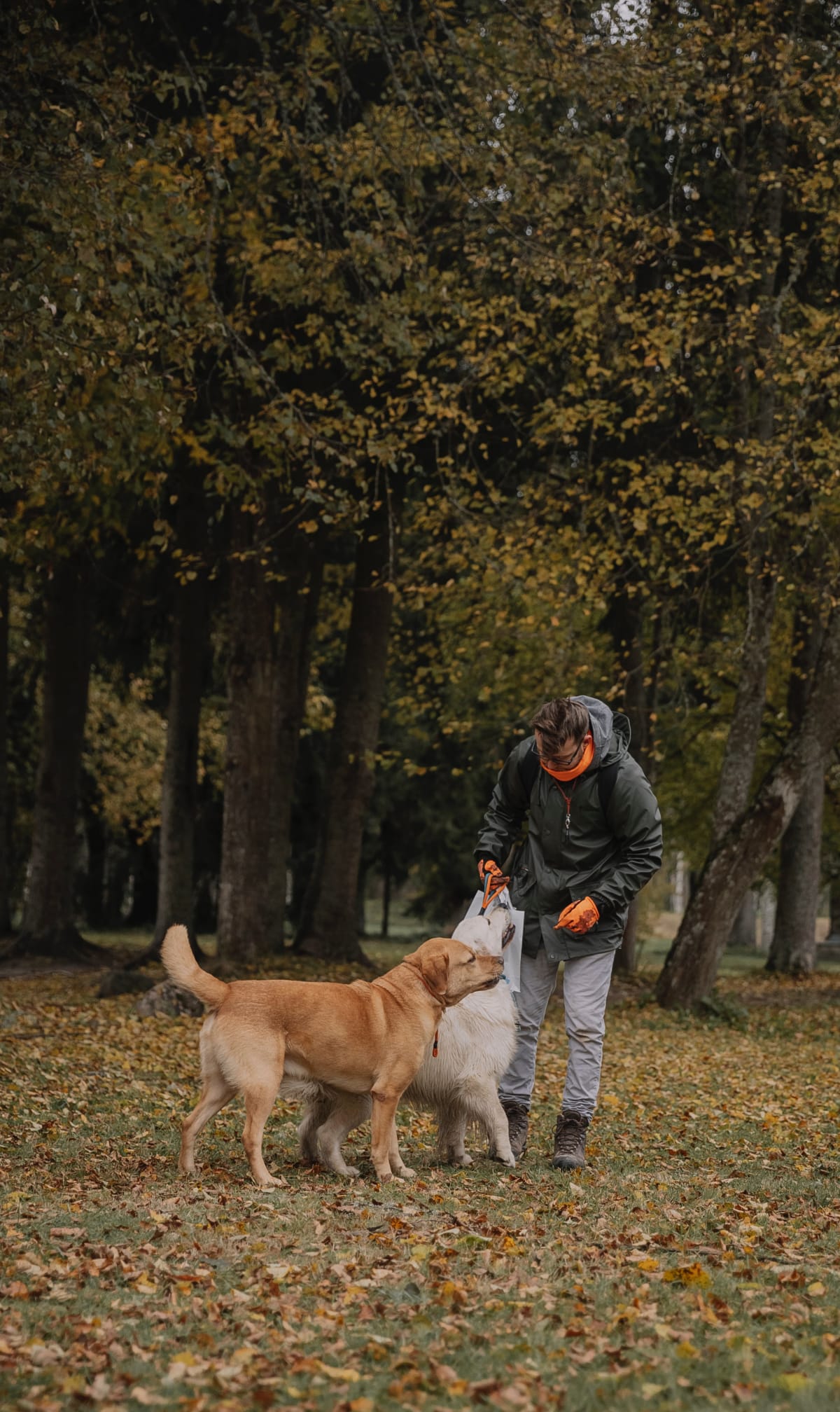 Man playing outside with a Labrador Retriever and Golden Retriever