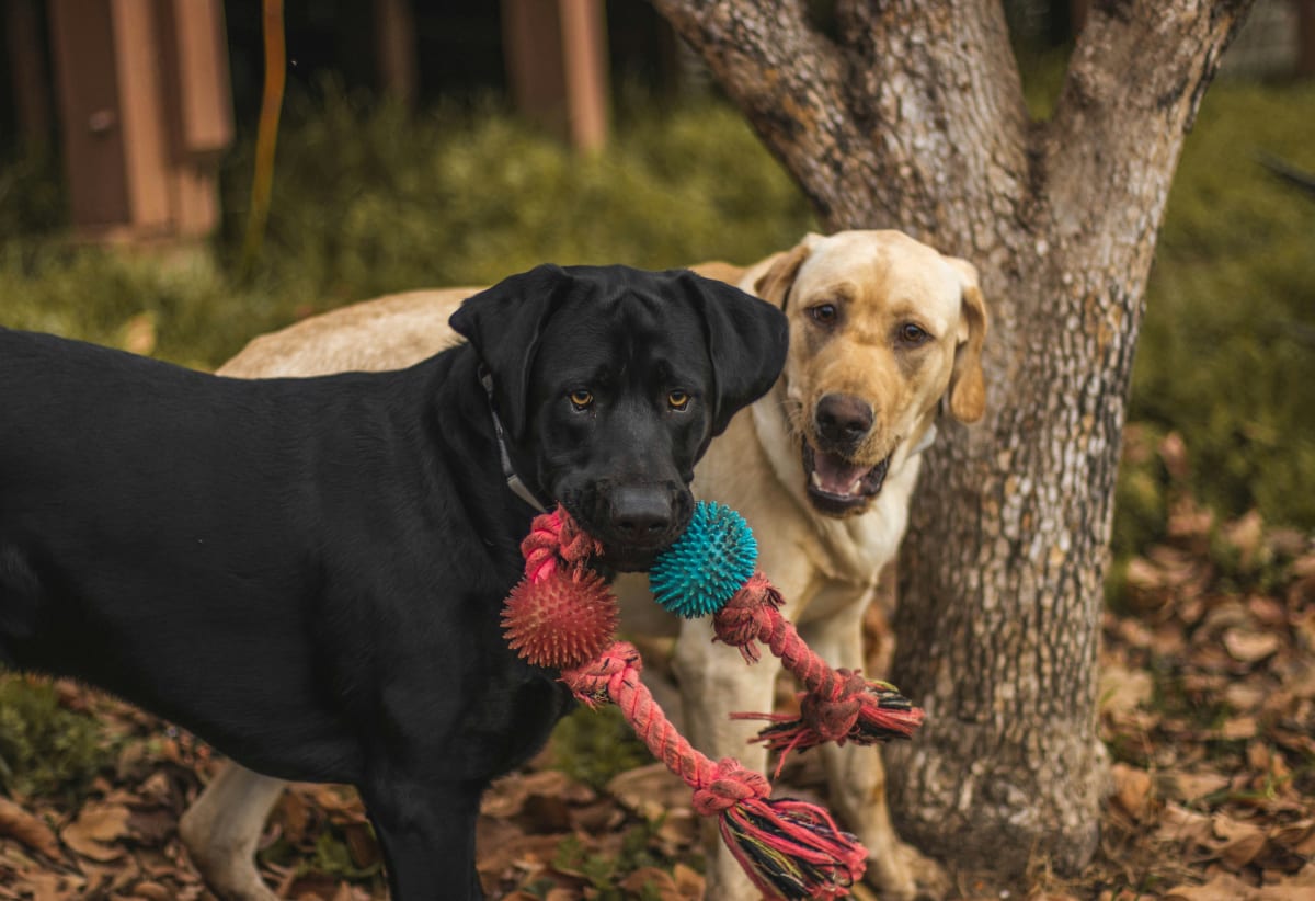 Black Labrador Retriever and yellow Labrador Retriever playing with a chew toy