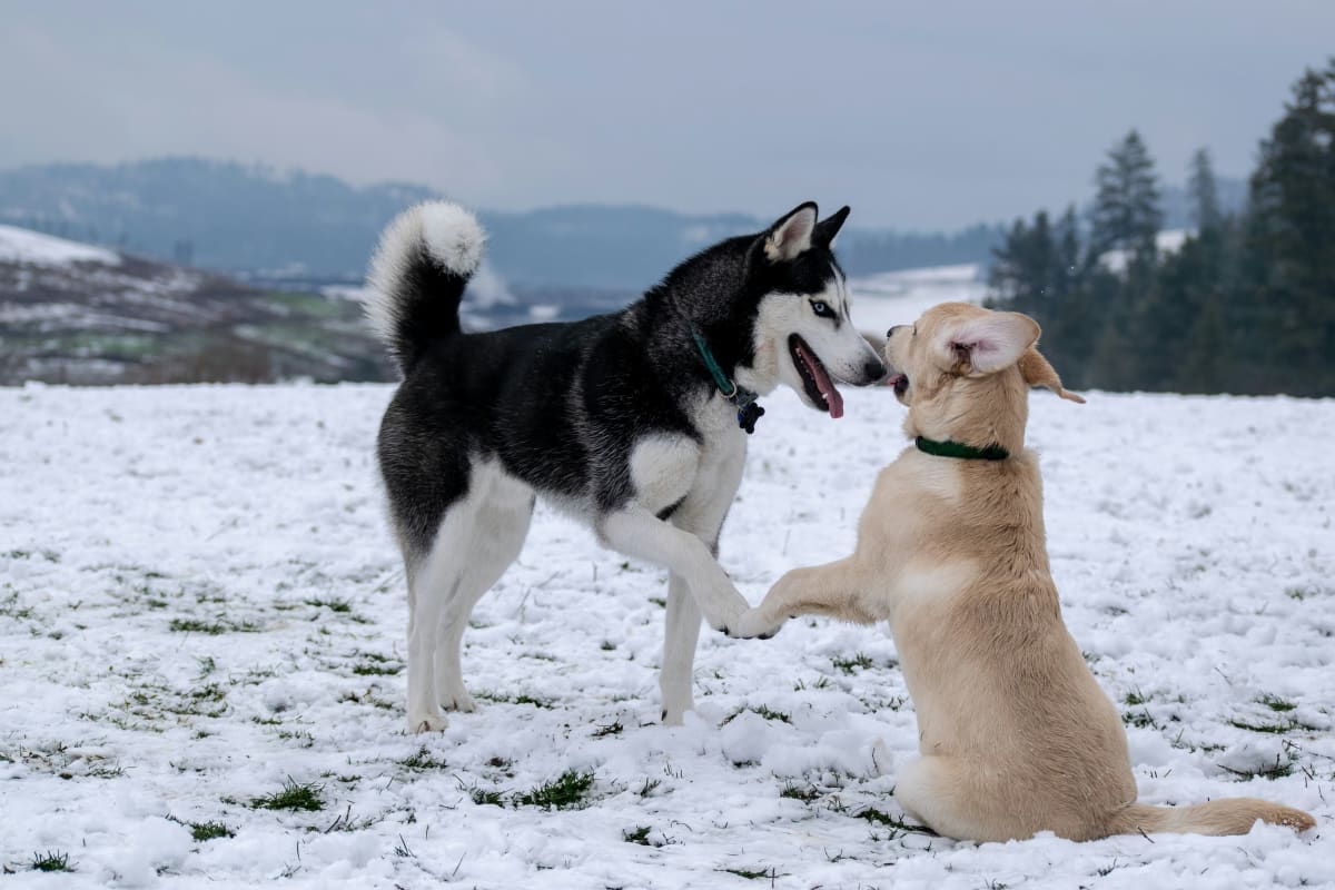 Golden Retriever puppy playing with a Siberian Husky in the snow