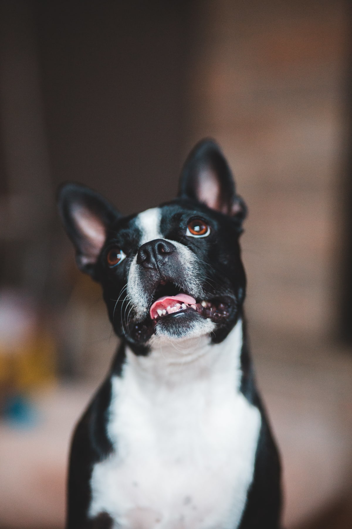 Close up of a Boston Terrier