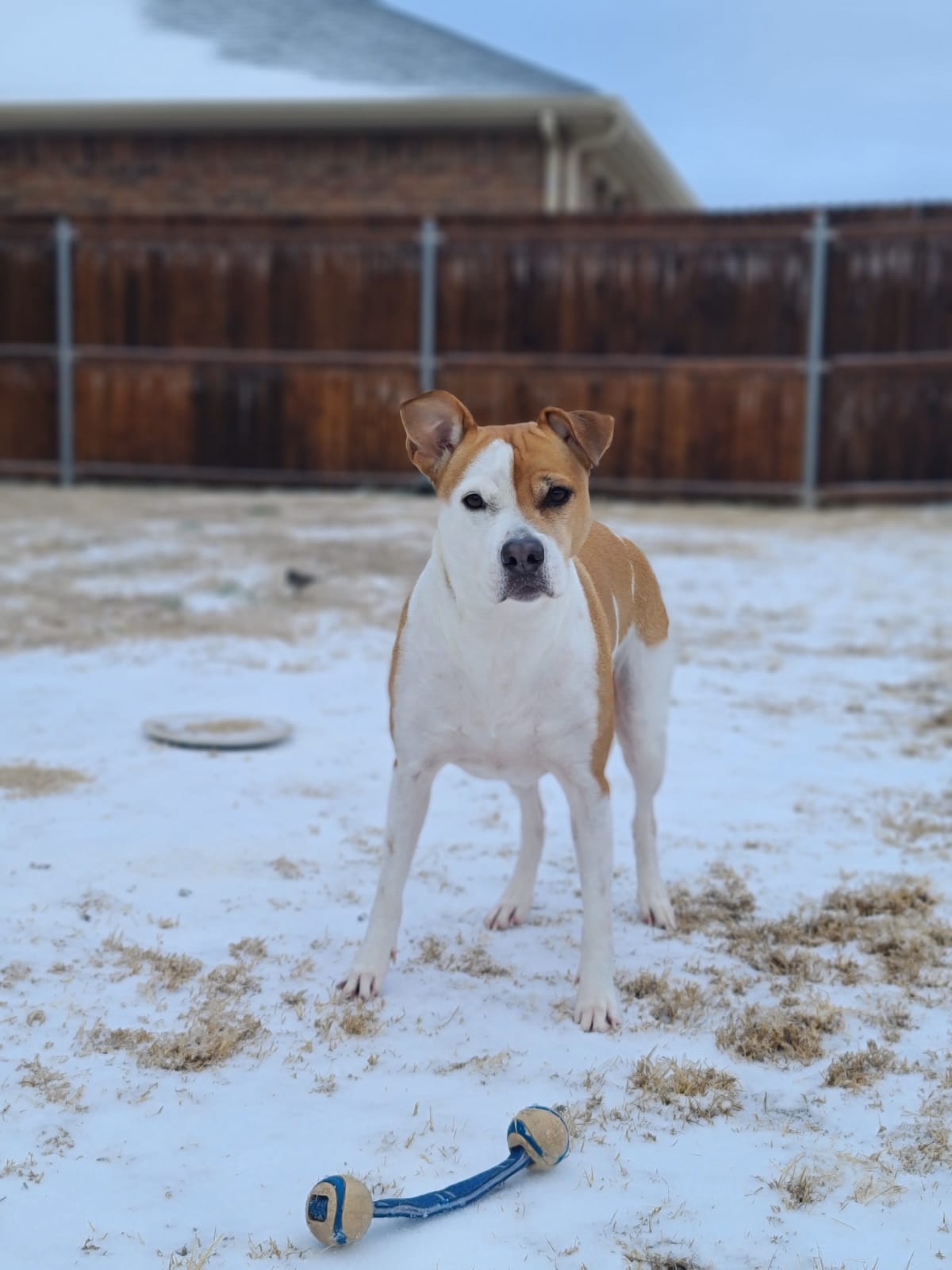 White and brown dog standing in a backyard