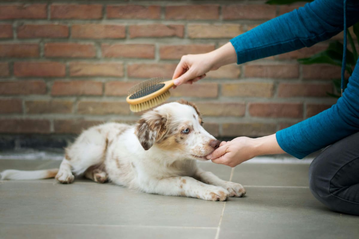 Person feeding a white and brown puppy a treat while brushing it