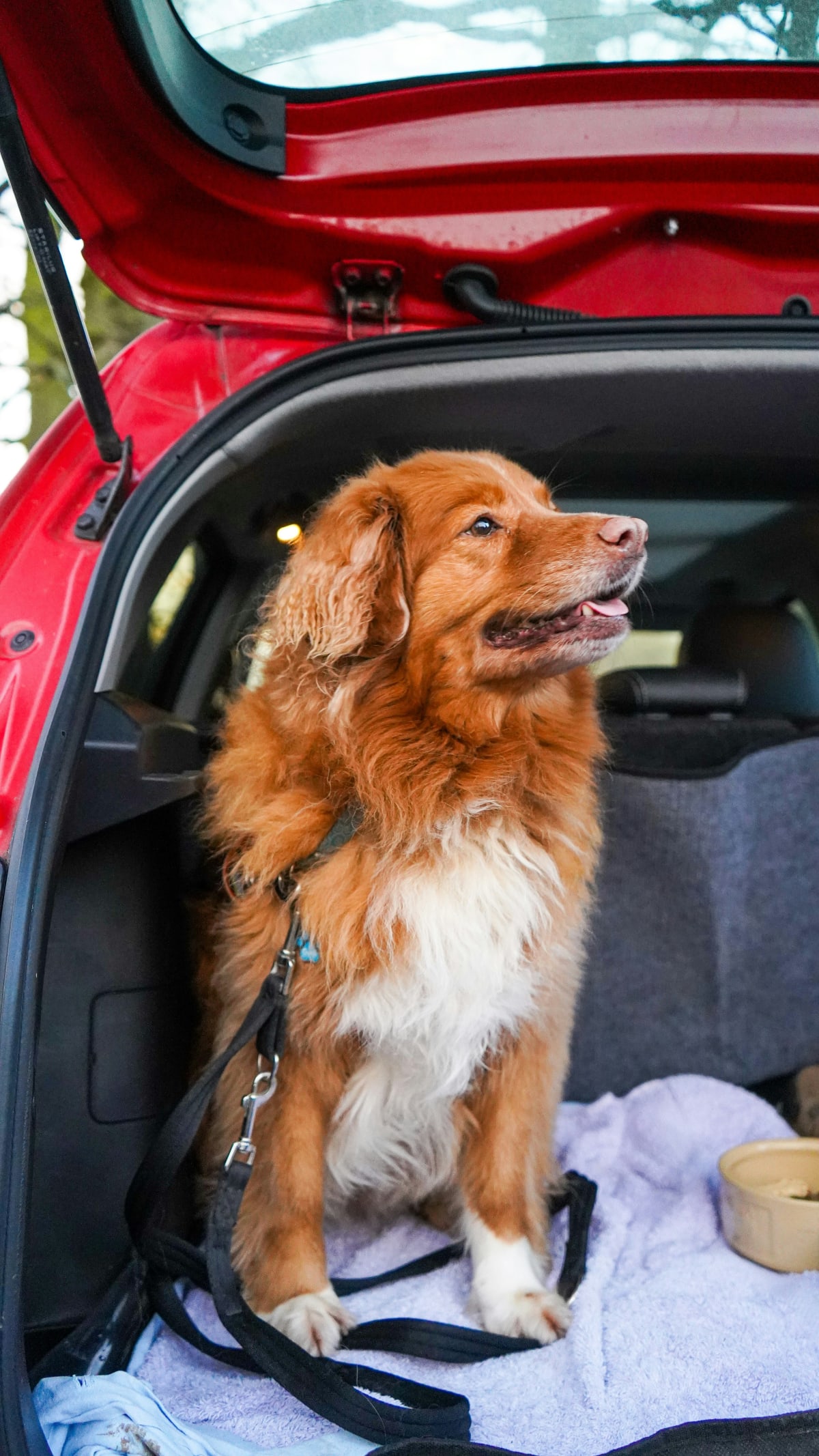 Red and white dog sitting in the back of a car with a blanket and food dish.