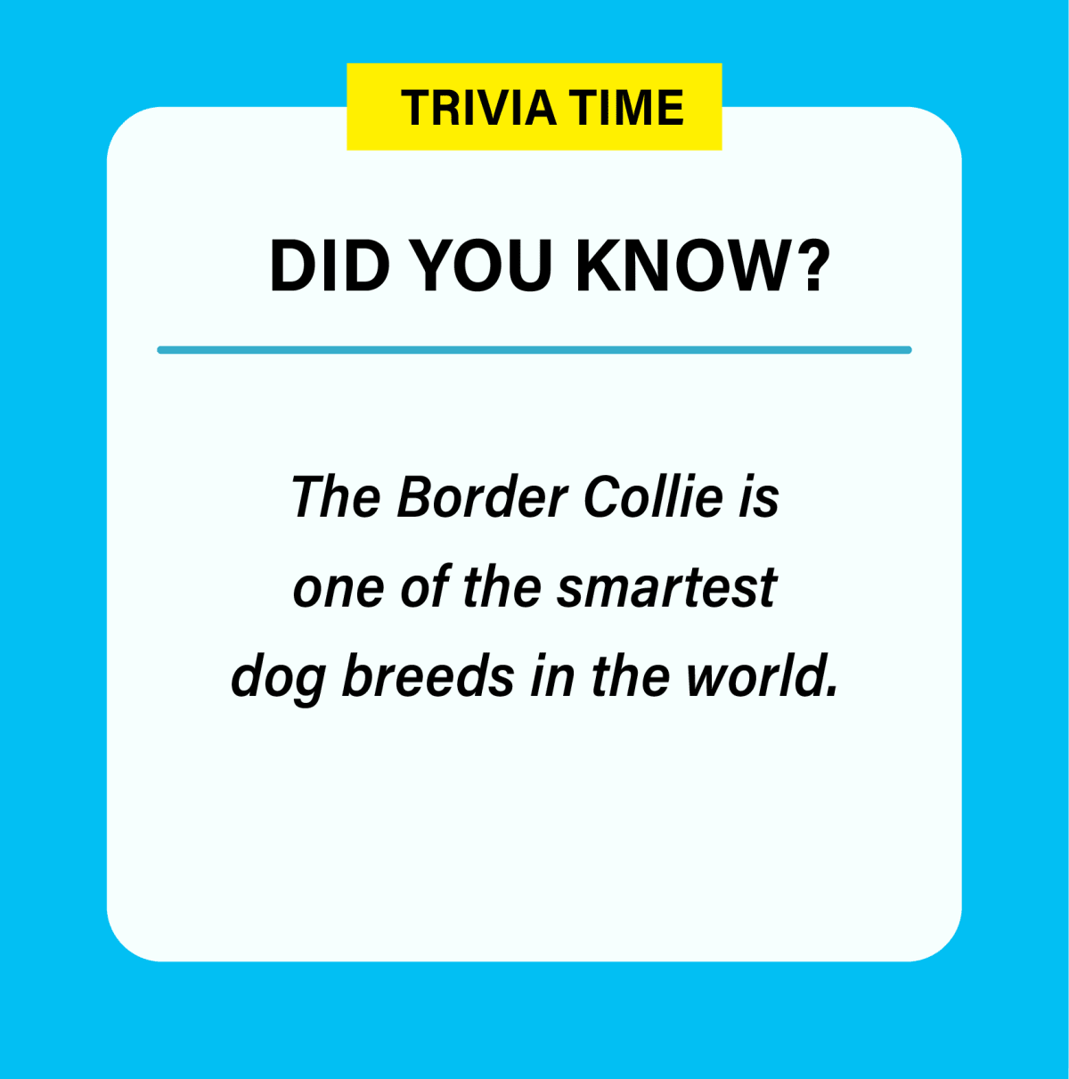 Did you know the Border Collie is one of the smartest dog breeds in the world