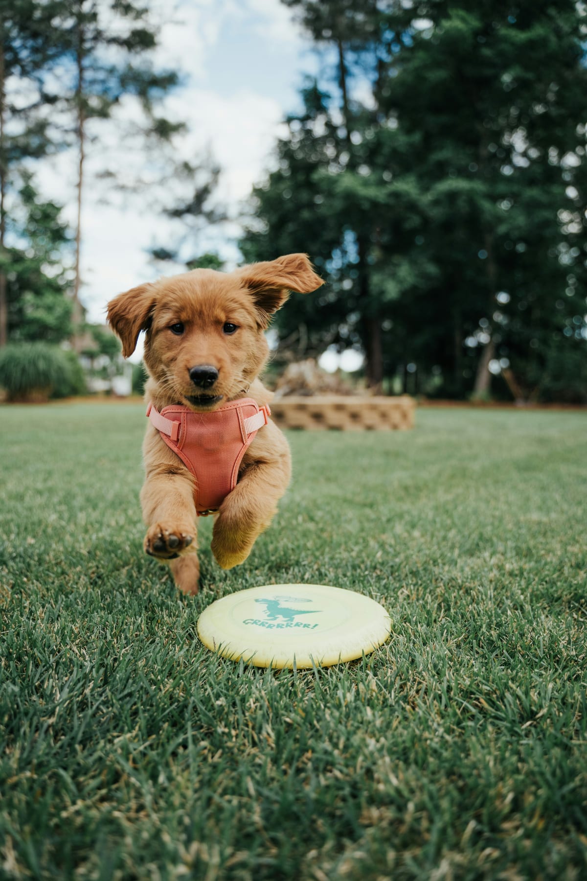 Golden Retriever puppy playing with a yellow frisbee