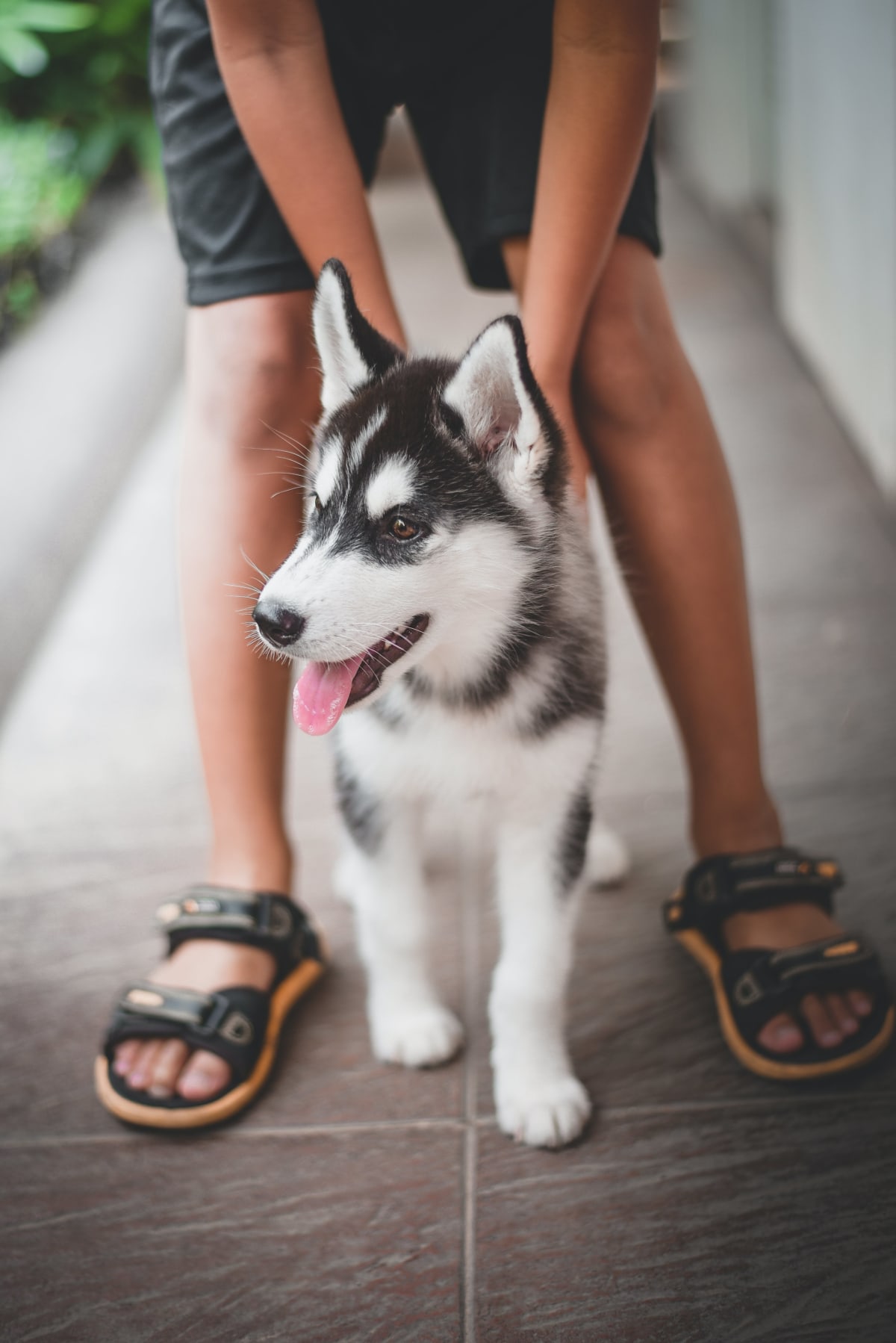 Siberian Husky puppy standing with a child