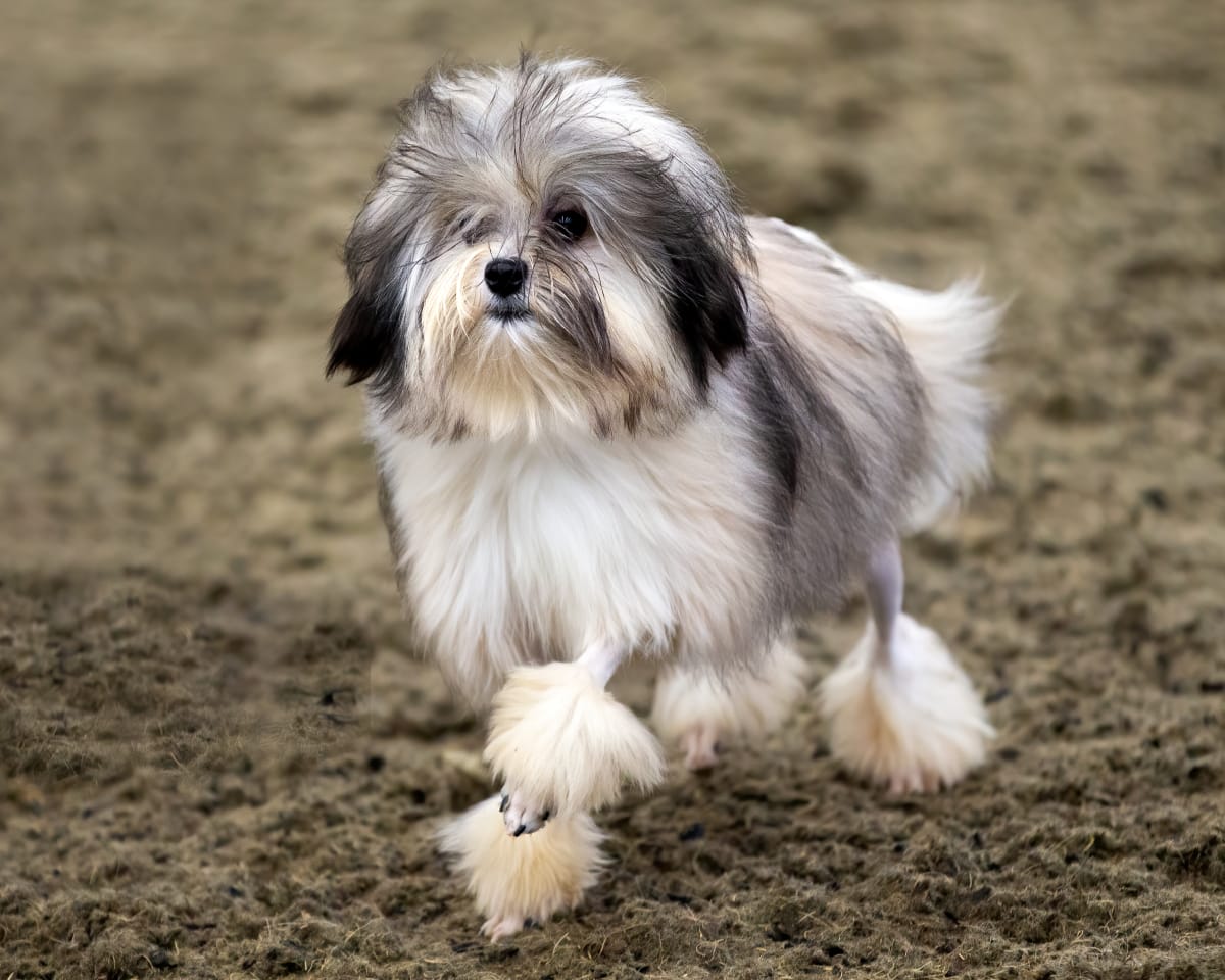 Black, white, and gray Lowchen dog with shaved legs