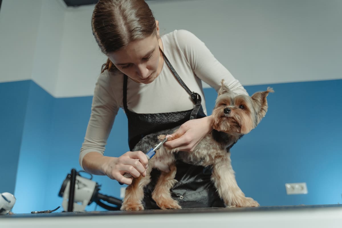 Professional groomer clipping a Yorkshire Terrier's nails