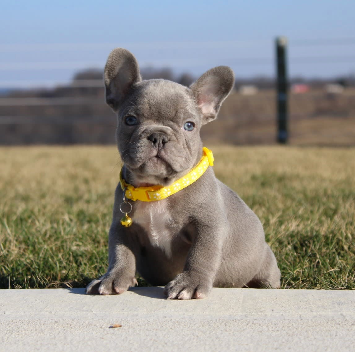 Fido - French Bulldog Puppy for Sale in Fresno, OH | Lancaster Puppies