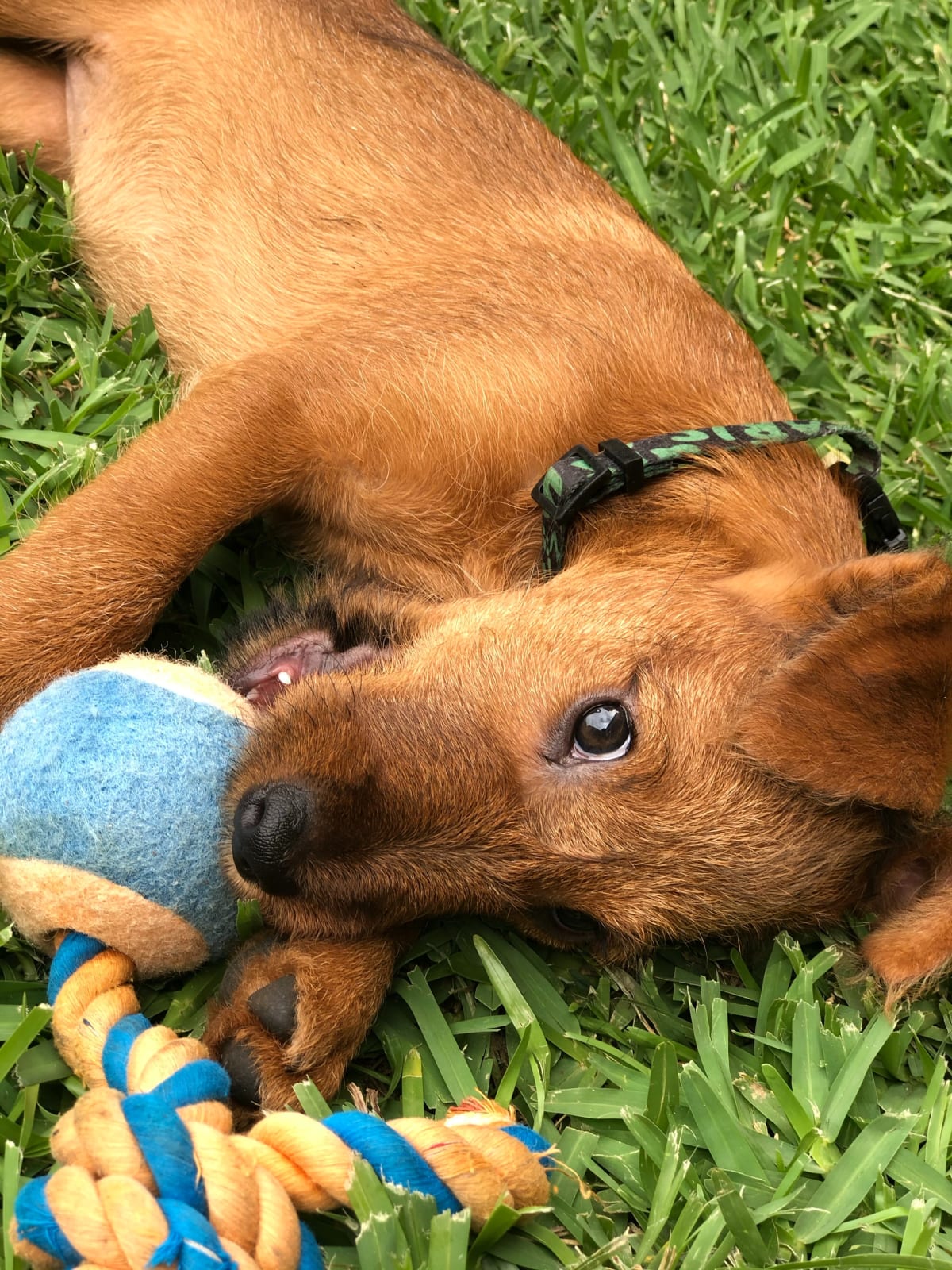 Brown puppy playing with a blue and yellow toy