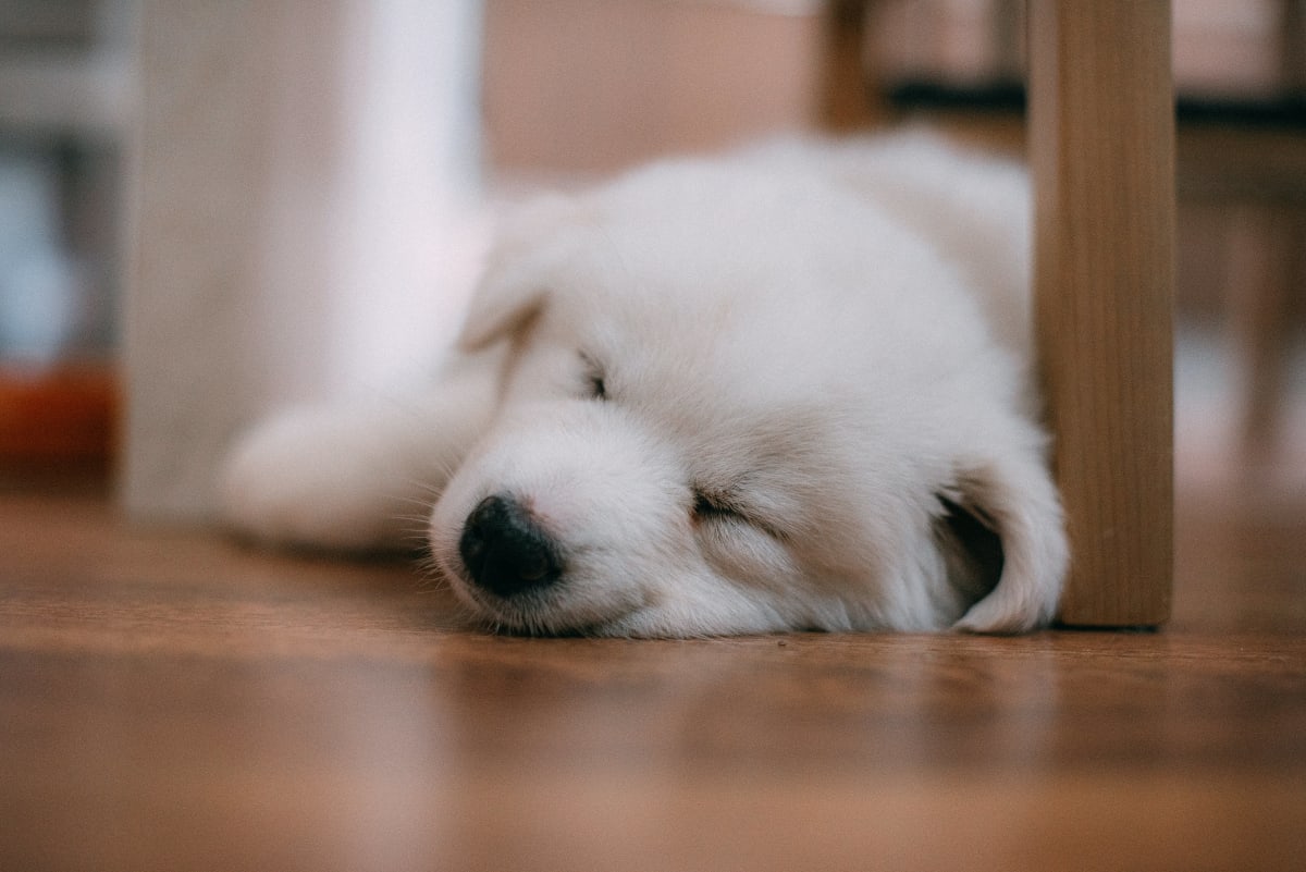 Close up of a white puppy sleeping on the floor