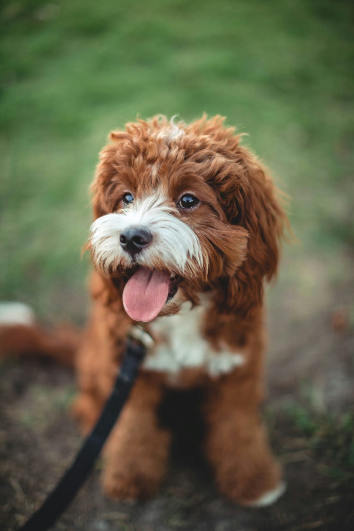 Brown puppy with white markings on a leash outside