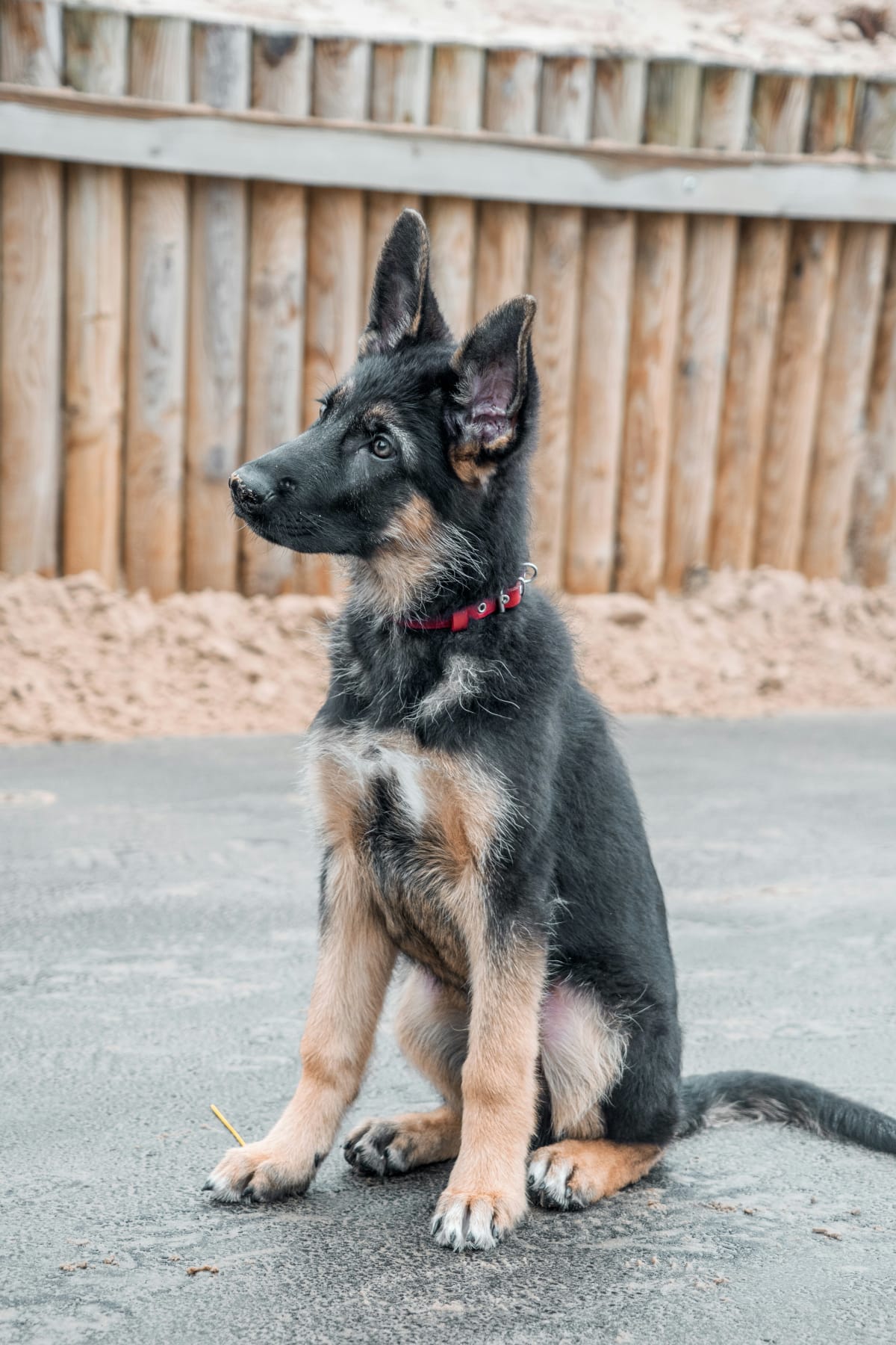 German Shepherd puppy sitting and listening