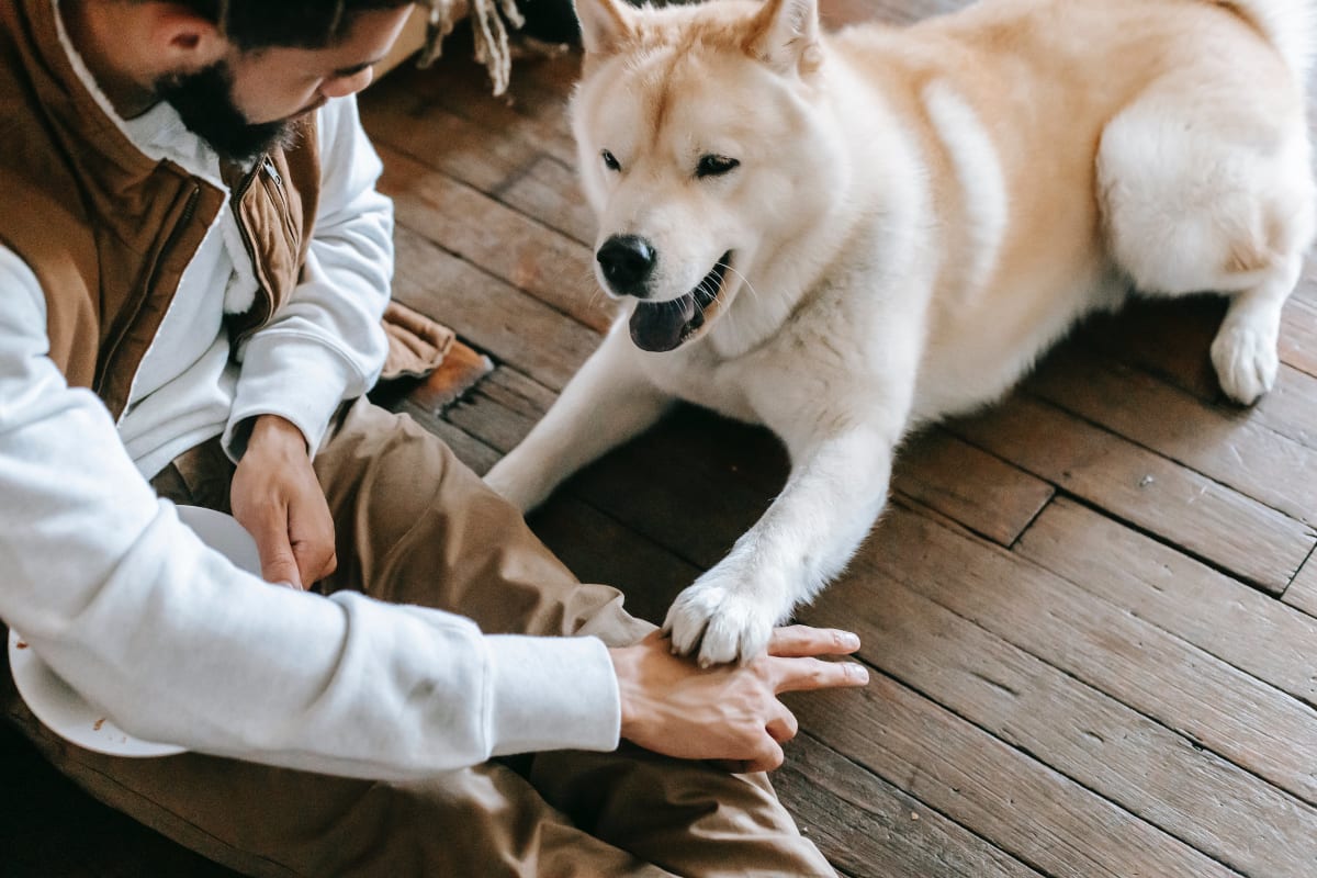 Man sitting on floor and training white dog