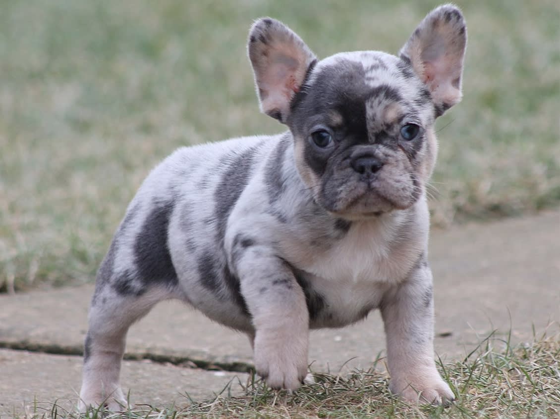 Panda - French Bulldog Puppy for Sale in Clinton, NJ | Lancaster Puppies