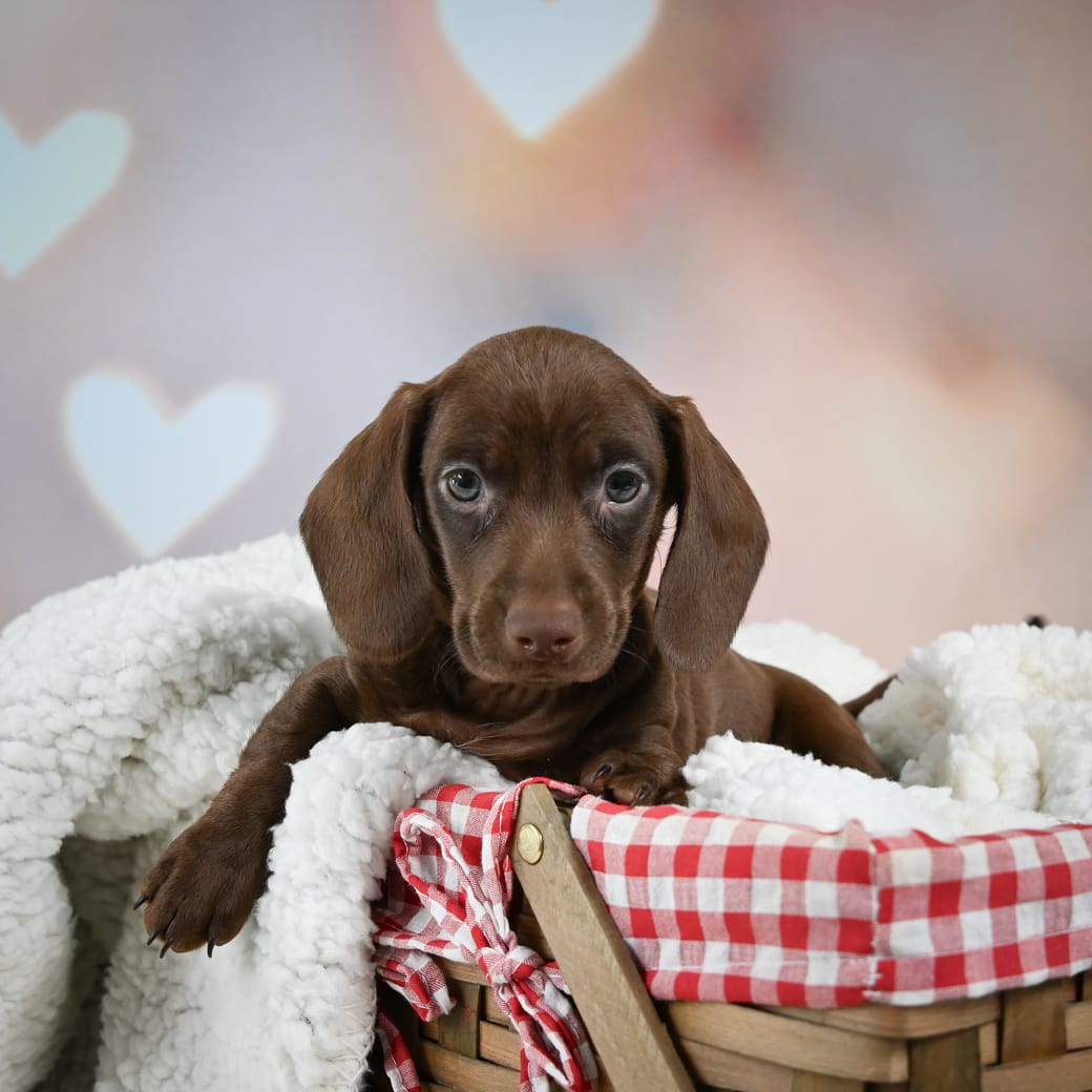 Waffles Dachshund Miniature Puppy for Sale in Millersburg, OH Lancaster Puppies