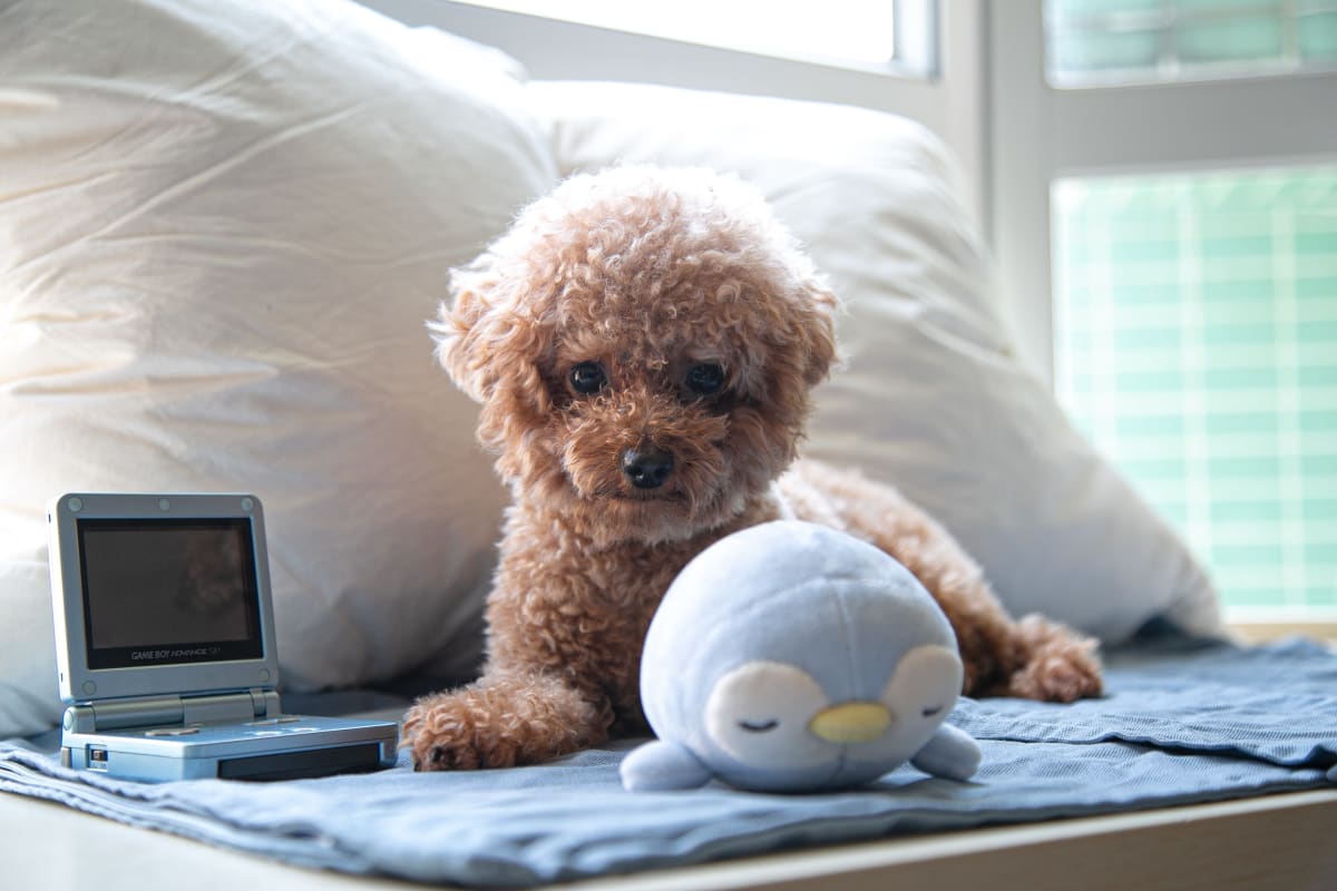 Brown Toy Poodle laying next to a blue stuffed animal and a gameboy.