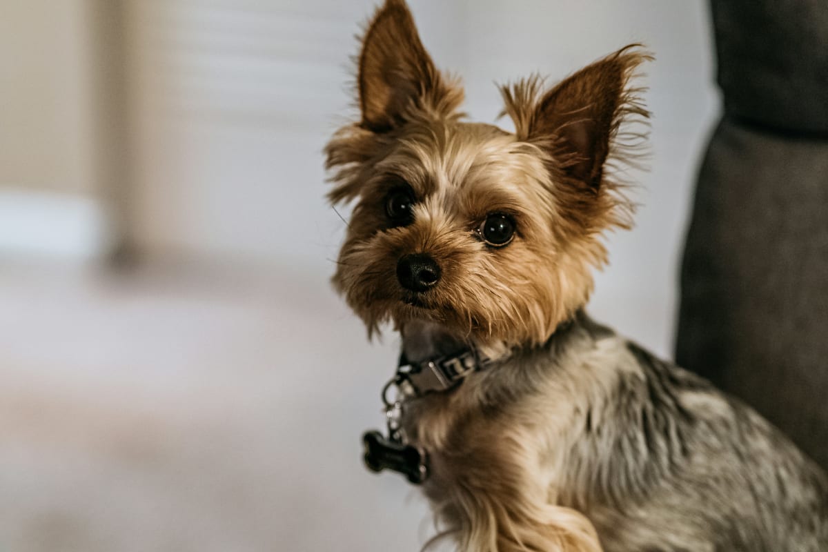 Close up of a black and brown Yorkshire Terrier