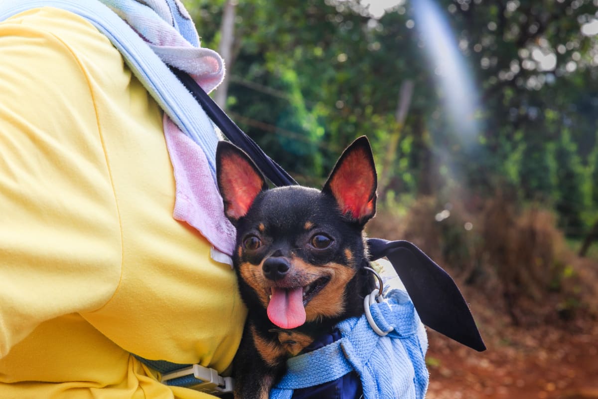 Black and brown Chihuahua riding in a backpack