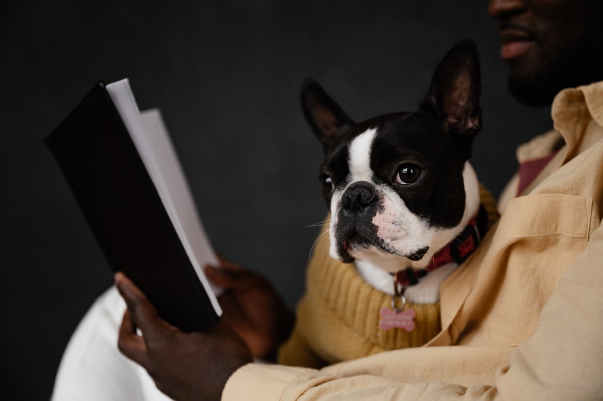Black and white Boston Terrier sitting in a person's lap while they read a book