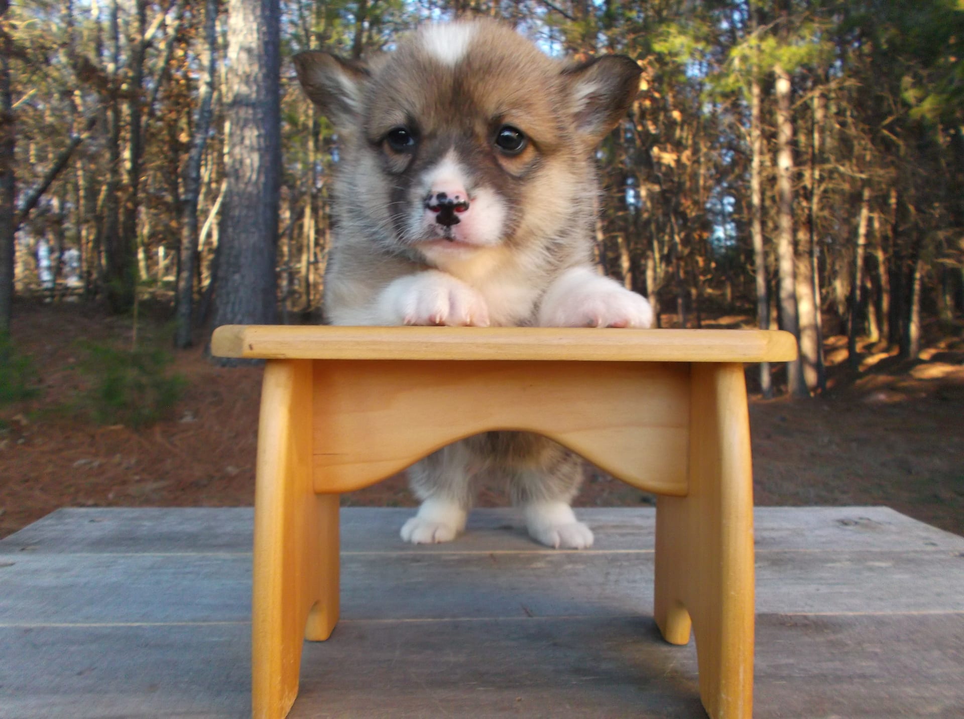 Puppies for sale in Kentucky Lancaster Puppies