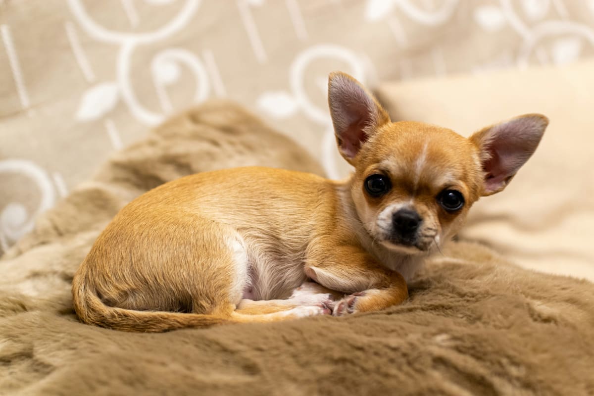 Brown Chihuahua with white markings lying on a brown blanket