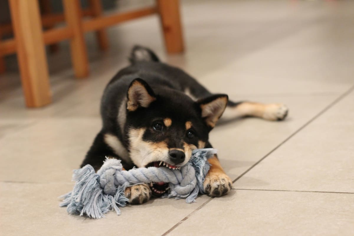 Black and brown Shiba Inu puppy chewing on a light blue dog toy