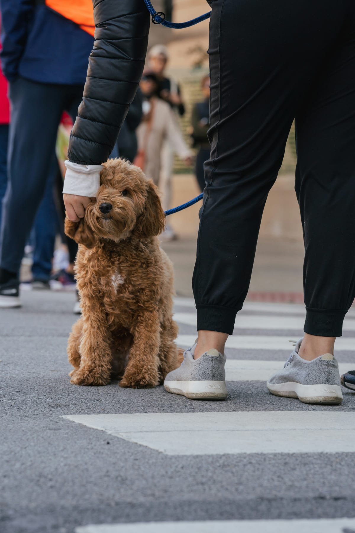 Brown puppy on walk