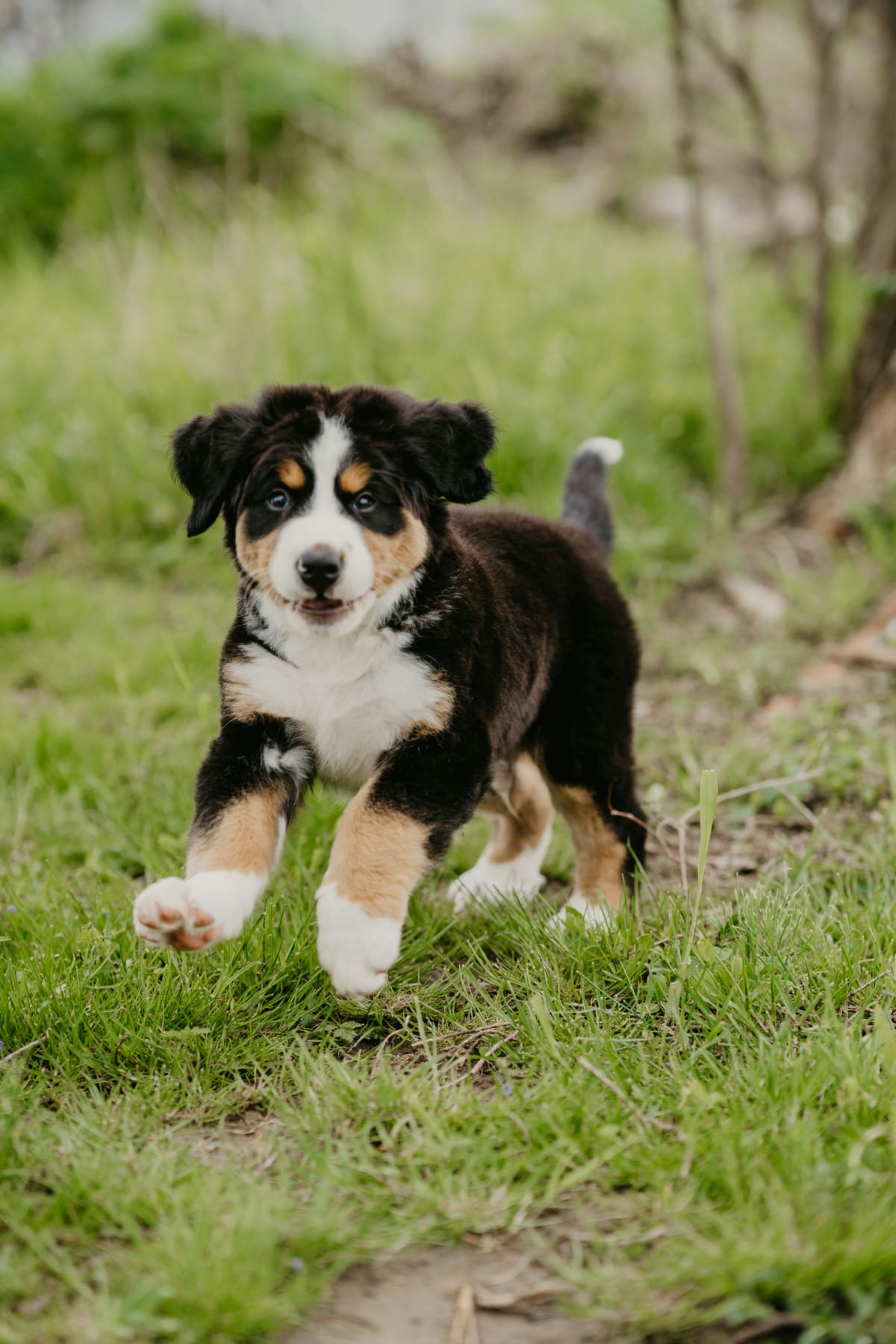 Tri-color Bernese Mountain Dog puppy