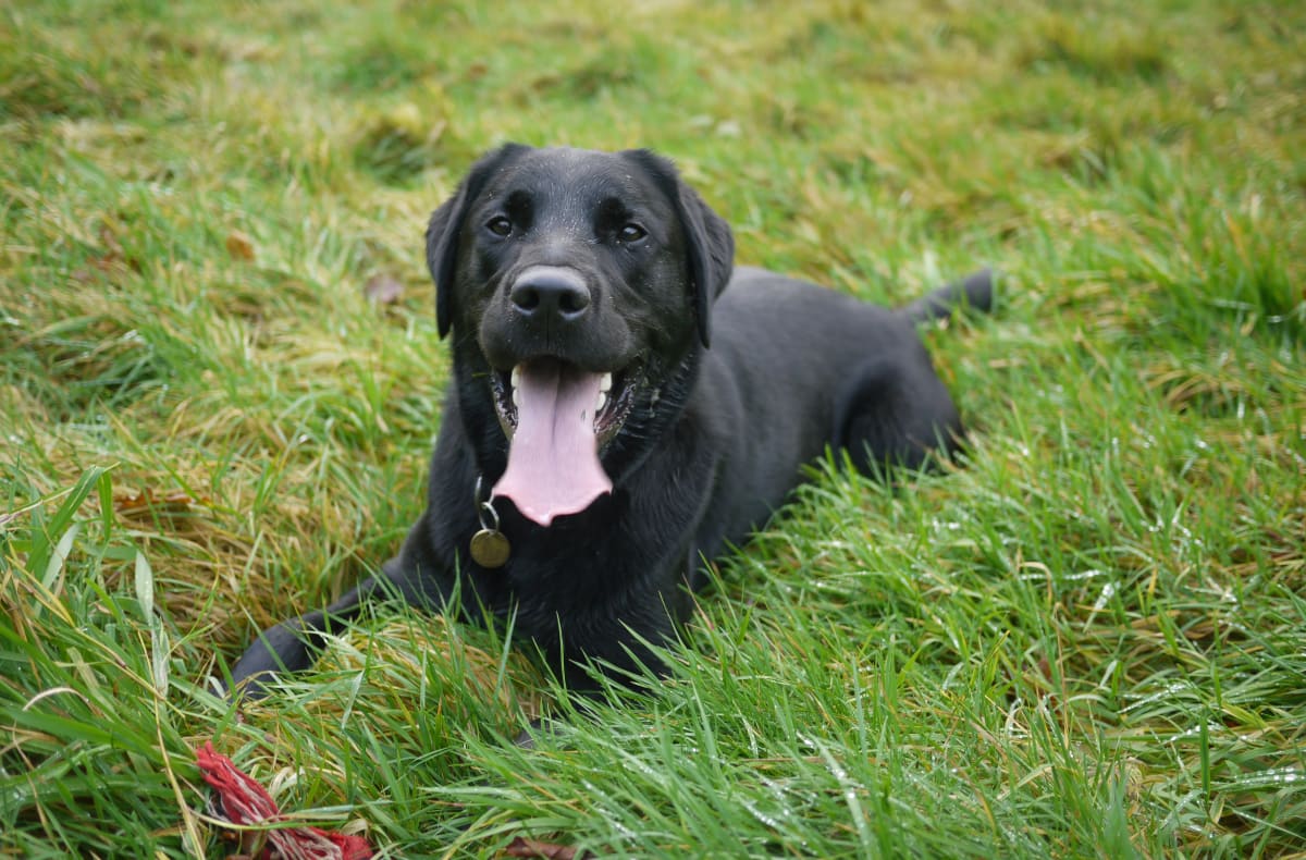 Black Labrador Retriever lying in grass