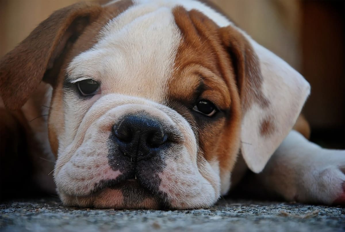 Close up of a brown and white Bulldog puppy lying on the floor