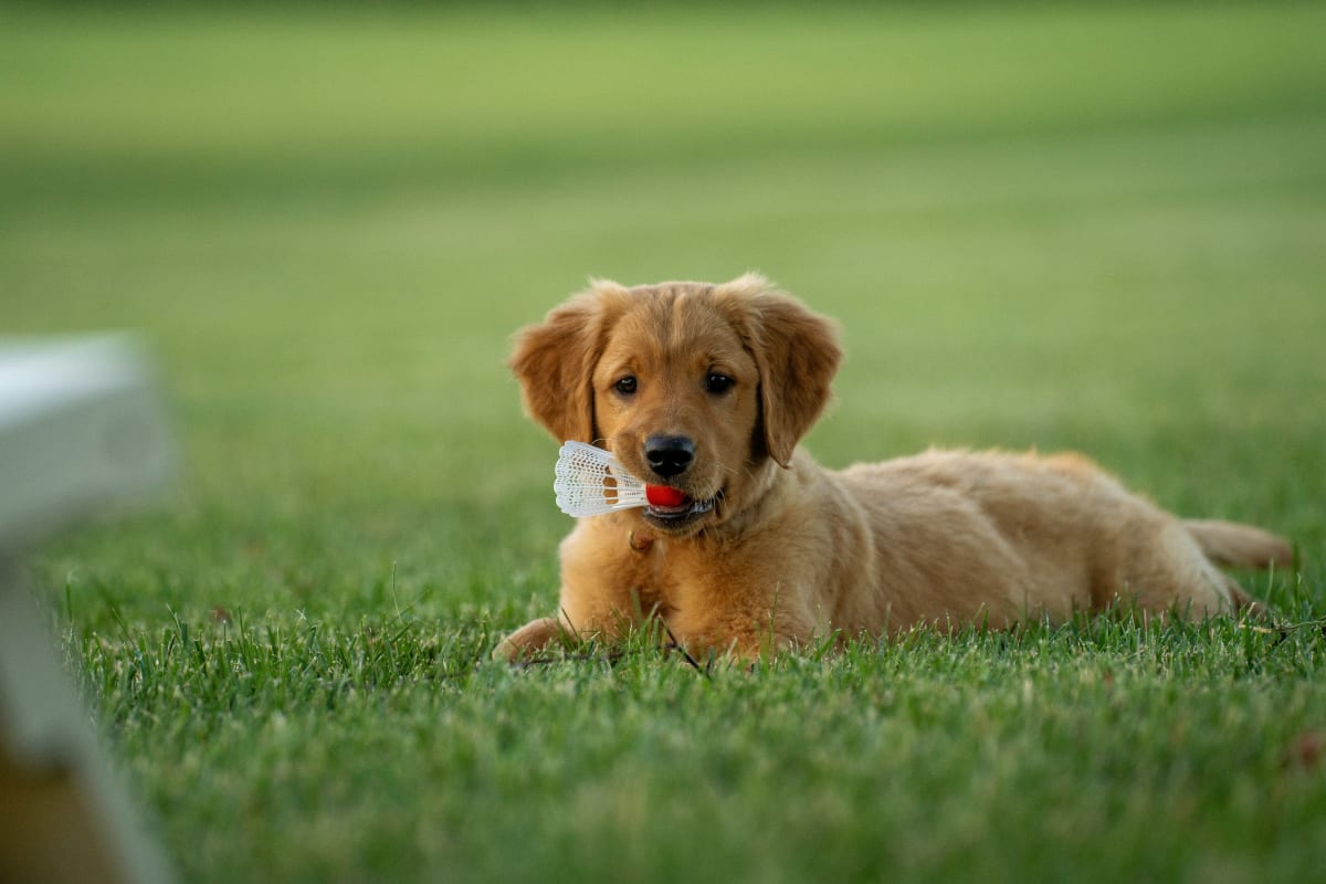 Golden Retriever puppy lying in grass