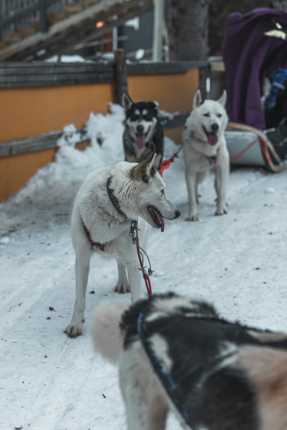 Sled dogs hooked up to a sled