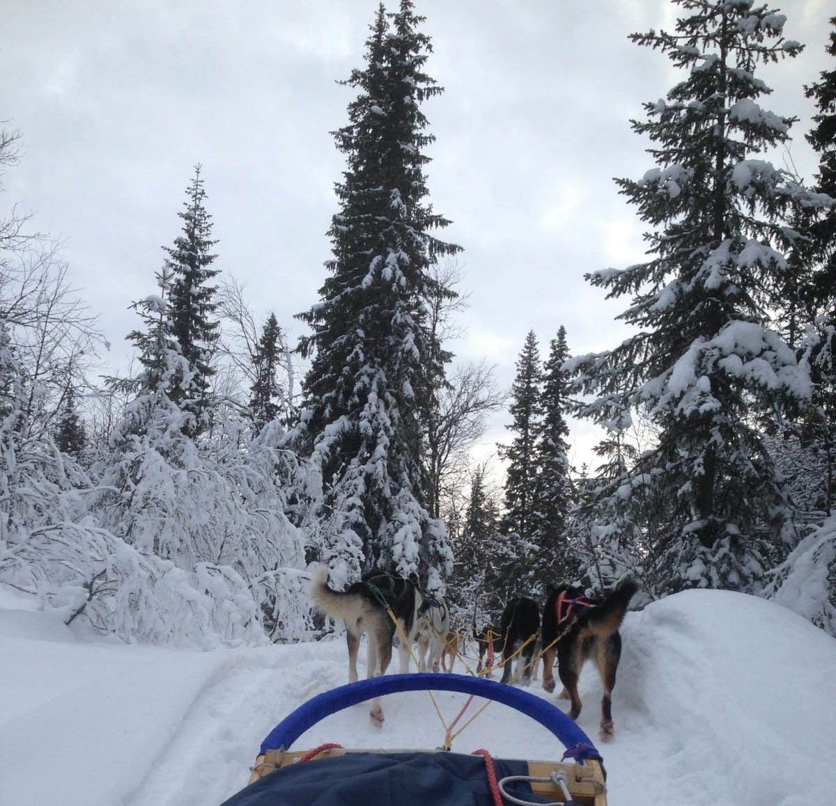 Sled dogs pulling a sled through snow and trees