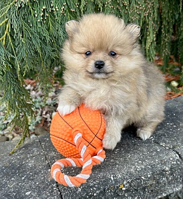 Wales Pomeranian Puppy for Sale in Middlebury, IN Lancaster Puppies