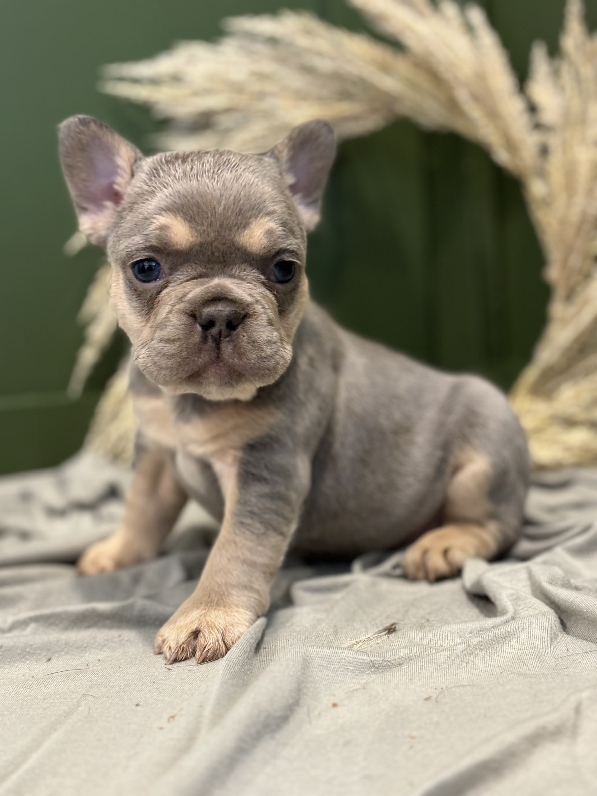 Oakley - French Bulldog Puppy for Sale in Middlebury, IN | Lancaster ...