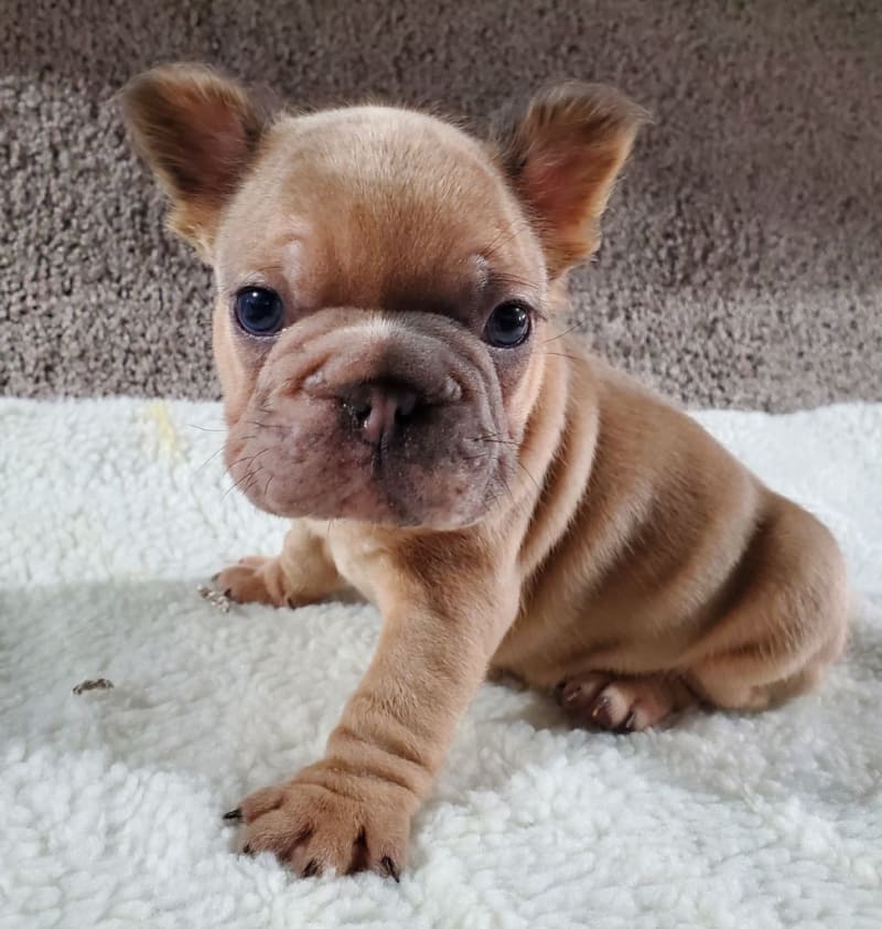 Velvet Fluffy - French Bulldog Puppy for Sale in BALTIC, OH | Lancaster ...