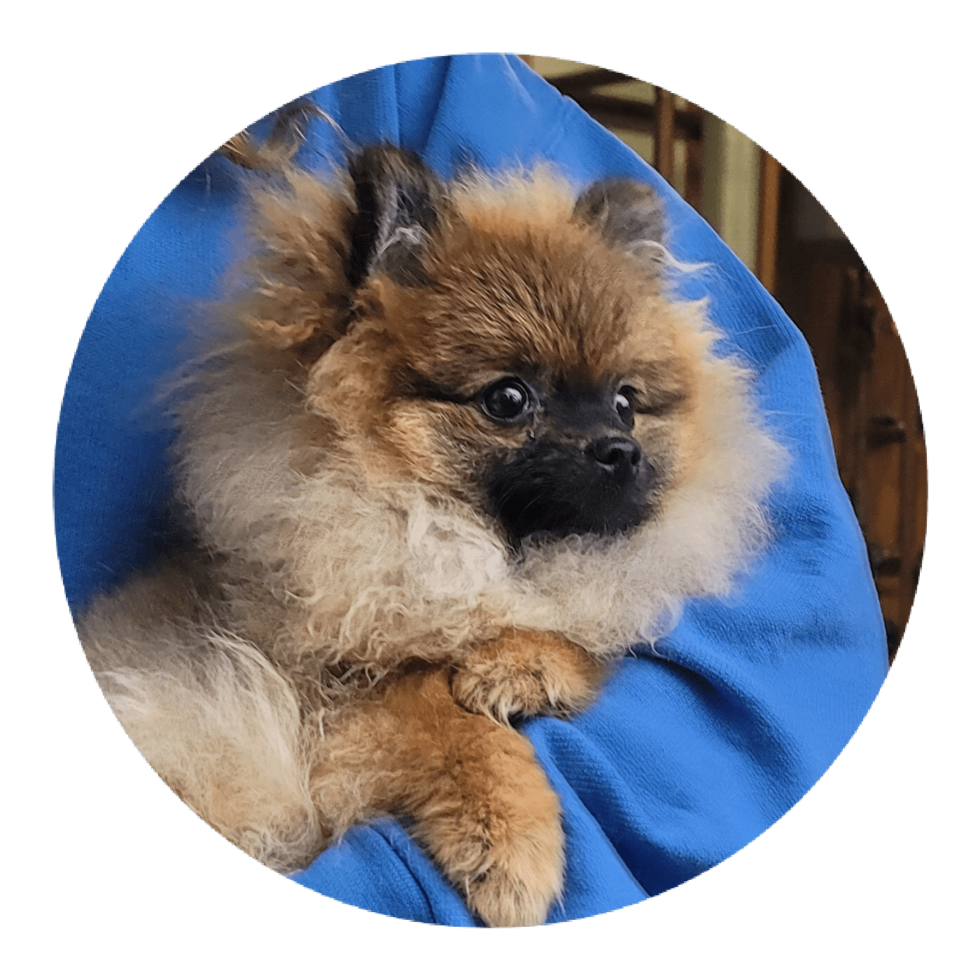 Tricia Pomeranian Puppy for Sale in Brookville, PA Lancaster Puppies