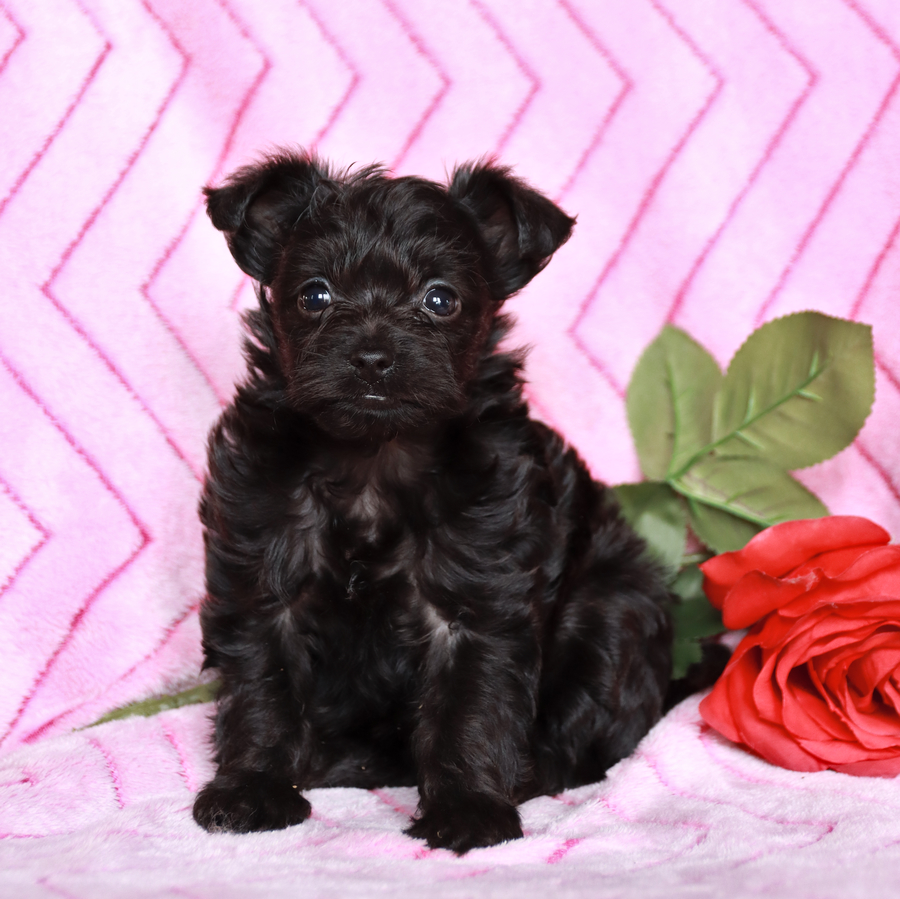 Tolly Maltipoo and Yorkshire Terrier Hybrid Puppy for Sale in