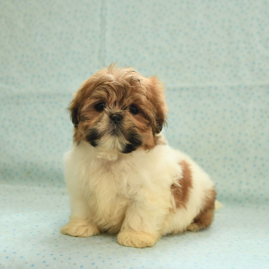 Private shih tzu breeders 2025