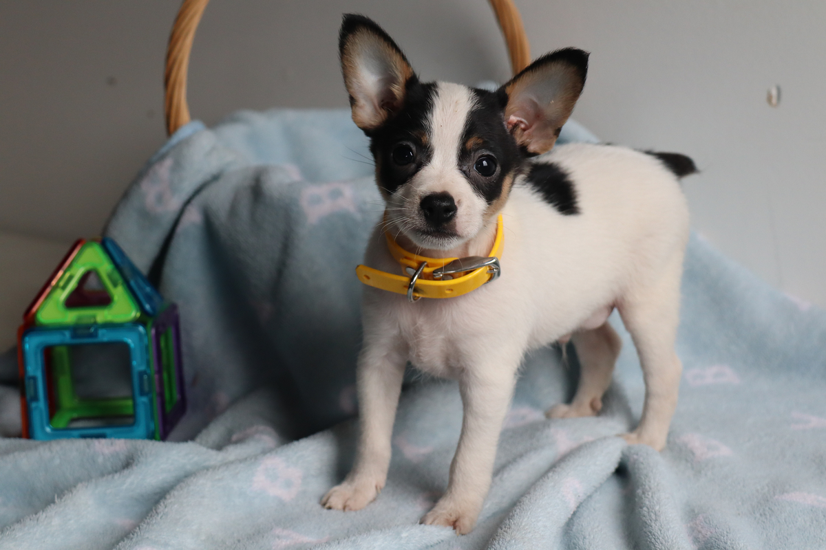Toy fox terrier hot sale chihuahua mix for sale
