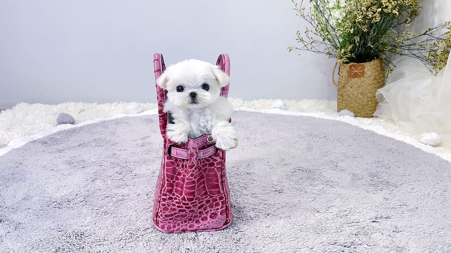 Micro Teacup Coral - Maltese Puppy for Sale in Long Island City, NY ...