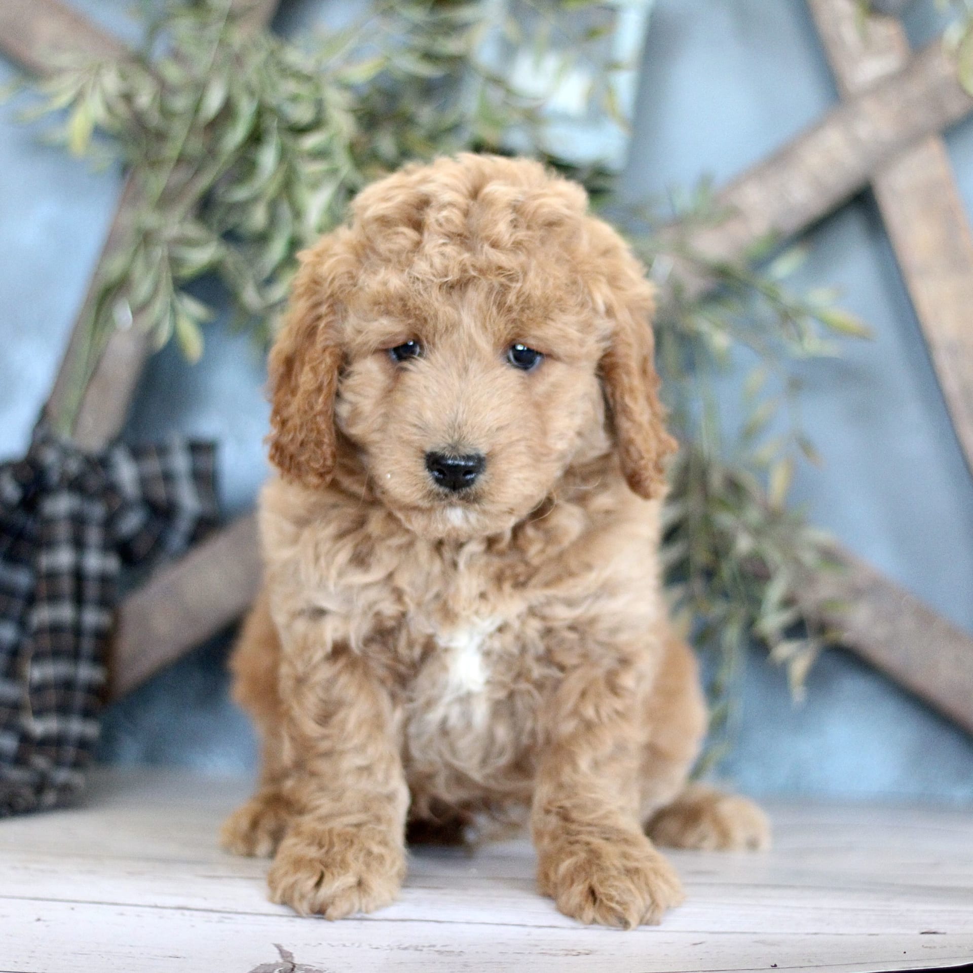 Laura's mini goldendoodles sales