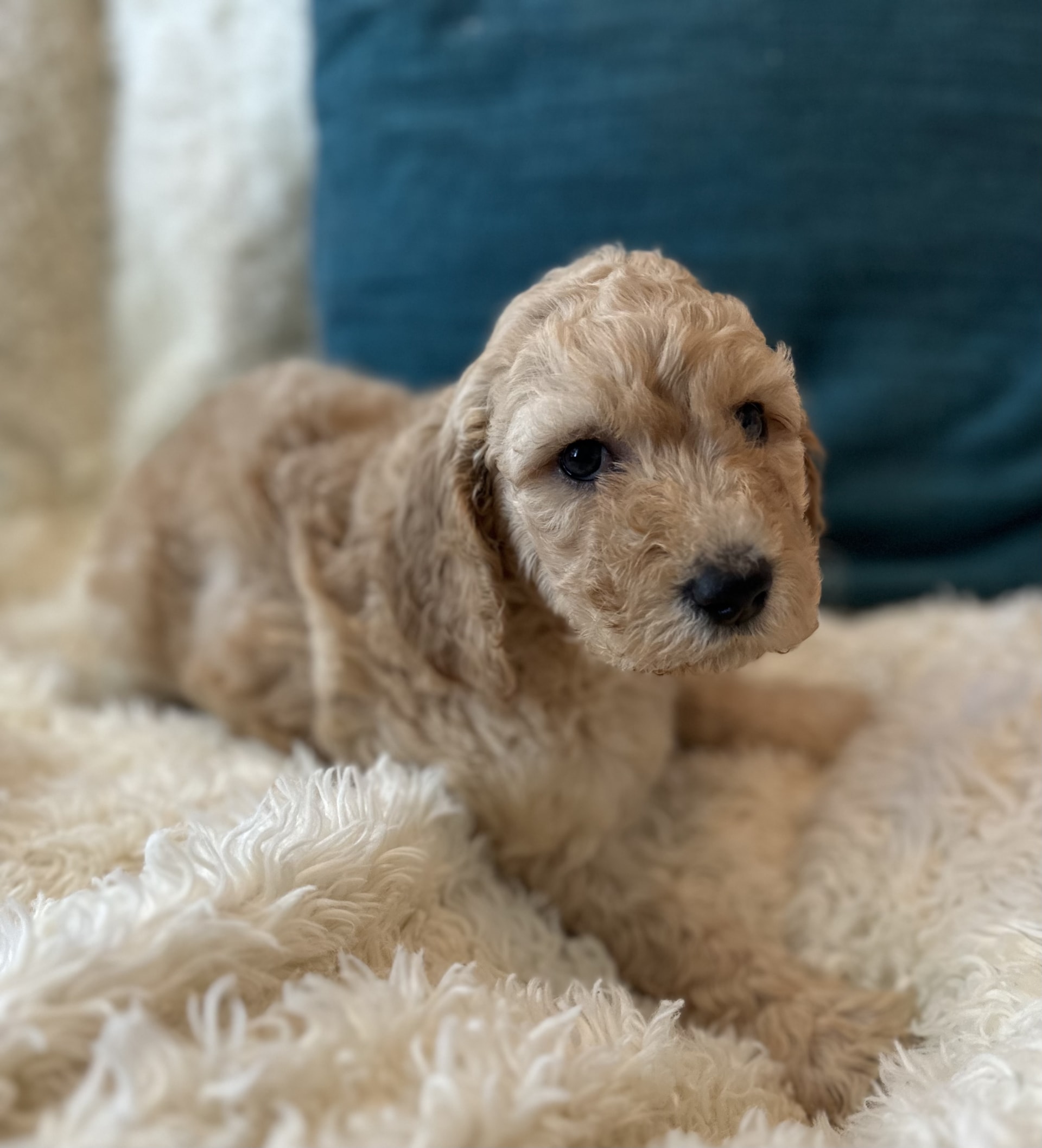 Sniff Goldendoodle Puppy for Sale in Pensacola FL Lancaster