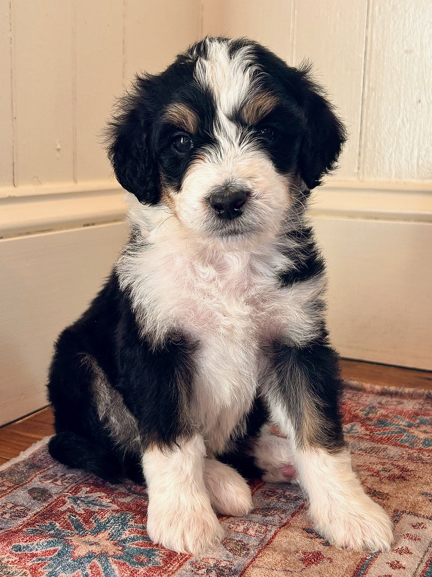 Bernedoodle dc best sale