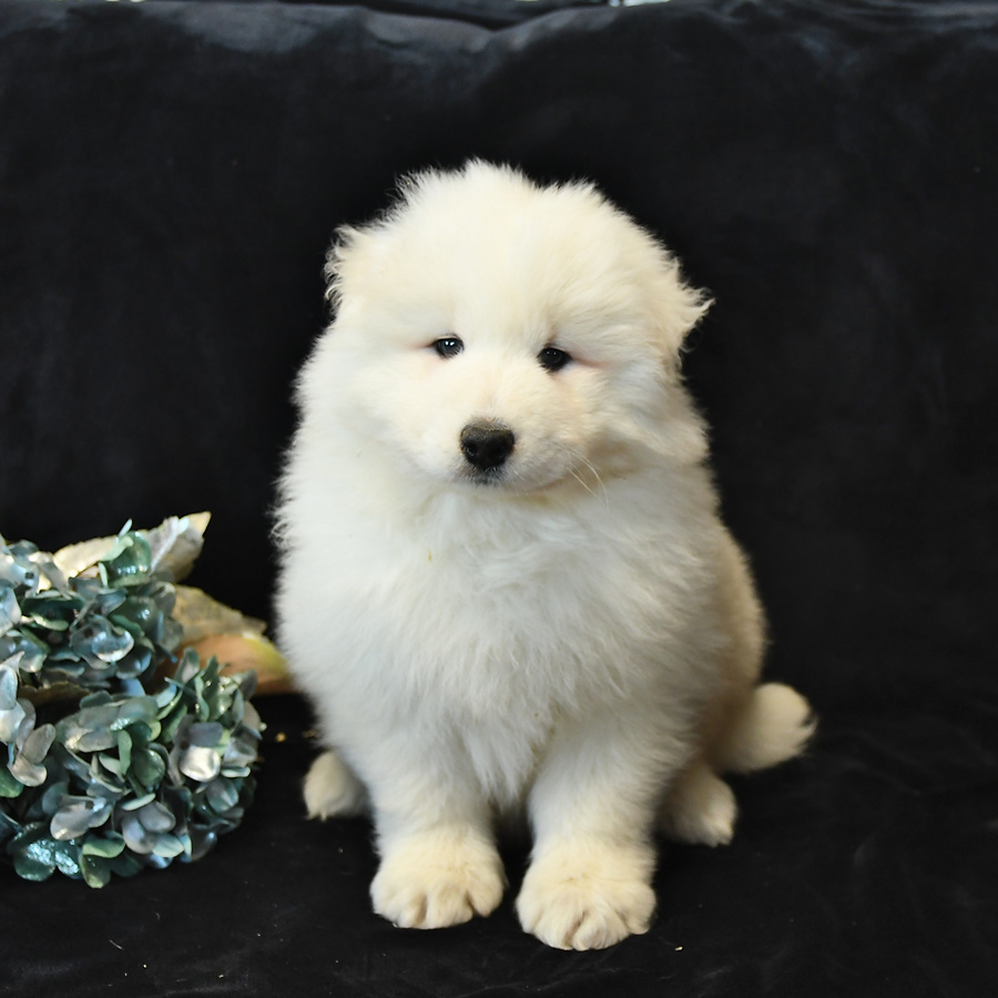 Samoyed 8 cheap weeks